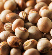 Pigeon pea beans a Made in Peru superfood