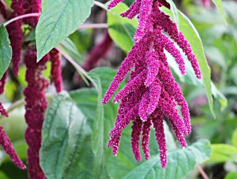 Quinoa superfood Made in Peru